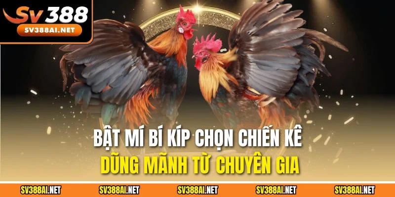 Bật mí bí kíp chọn chiến kê dũng mãnh từ chuyên gia Bật mí bí kíp chọn chiến kê dũng mãnh từ chuyên gia