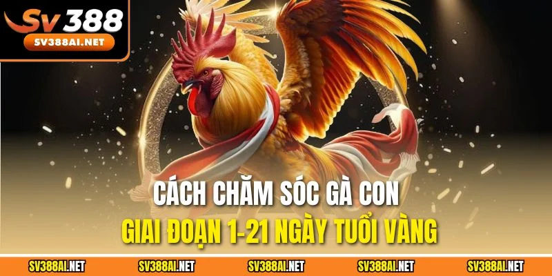 Cách chăm sóc gà con giai đoạn 1-21 ngày tuổi vàng Cách chăm sóc gà con giai đoạn 1-21 ngày tuổi vàng