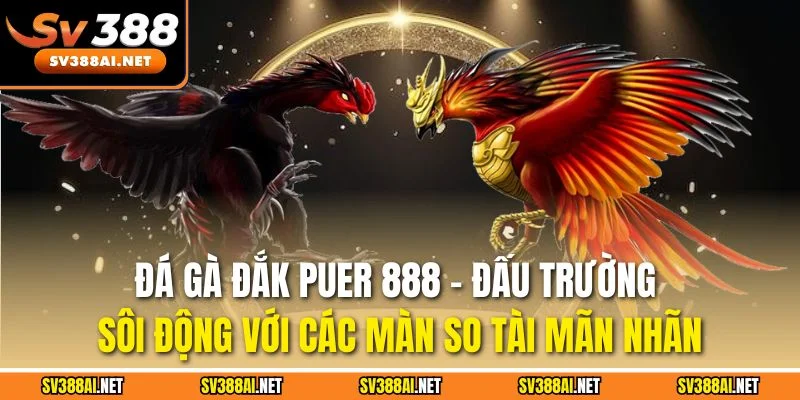 Đá gà Đắk Puer 888 - Đấu trường sôi động với các màn so tài mãn nhãn Đá gà Đắk Puer 888 - Đấu trường sôi động với các màn so tài mãn nhãn