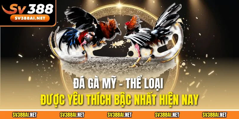 Đá gà Mỹ - Thể loại được yêu thích bậc nhất hiện nay Đá gà Mỹ - Thể loại được yêu thích bậc nhất hiện nay