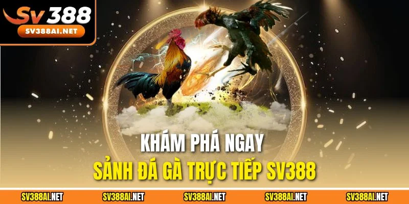 Khám phá ngay sảnh đá gà trực tiếp SV388 Khám phá ngay sảnh đá gà trực tiếp SV388