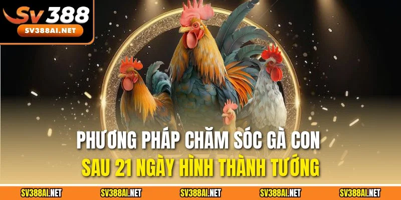 Phương pháp chăm sóc gà con sau 21 ngày hình thành tướng Phương pháp chăm sóc gà con sau 21 ngày hình thành tướng