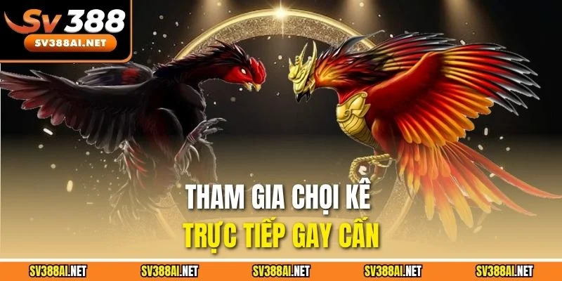Tham gia chọi kê trực tiếp gay cấn Tham gia chọi kê trực tiếp gay cấn
