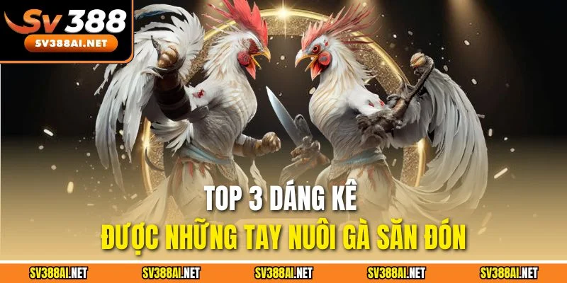 Top 3 dáng kê được những tay nuôi gà săn đón Top 3 dáng kê được những tay nuôi gà săn đón